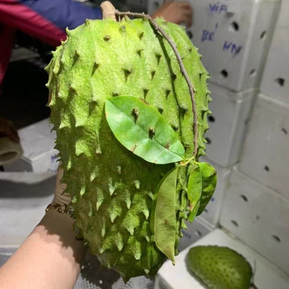 Fresh Soursop (organic fruit) - Image 3