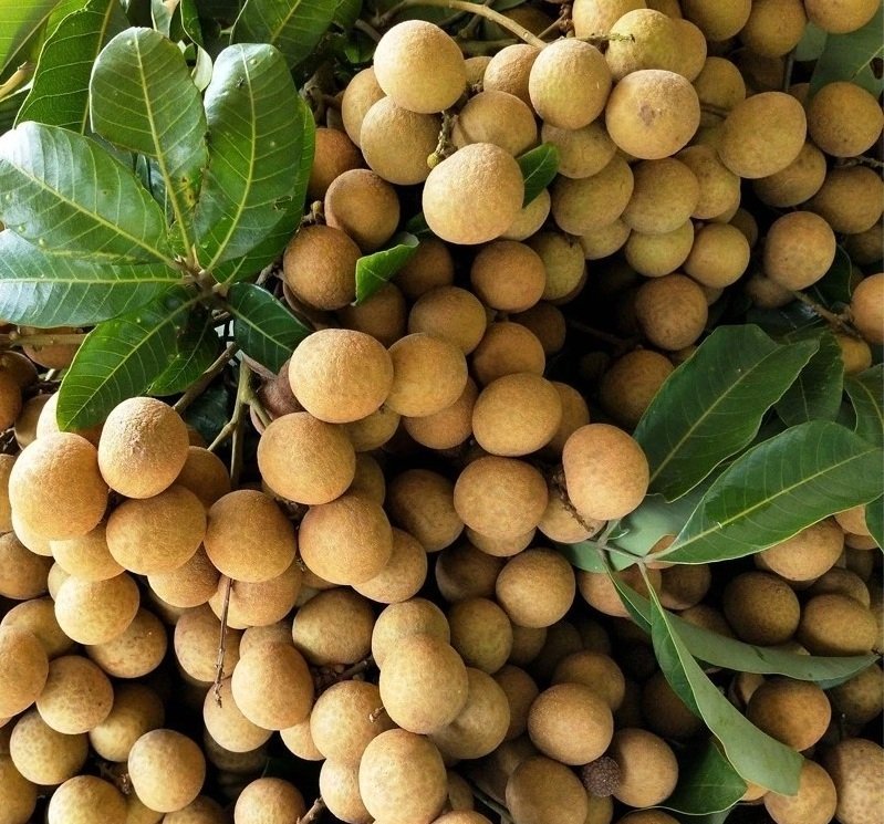 Fresh longan (organic fruit)-P - Image 3