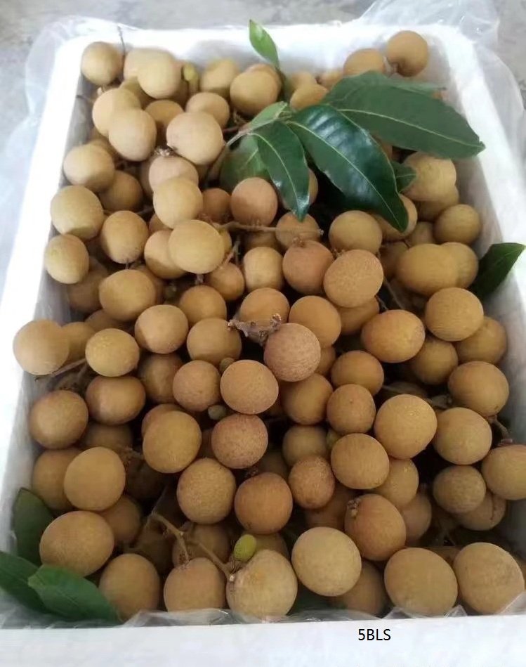 Fresh longan (organic fruit)-P - Image 4