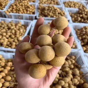 Fresh longan (organic fruit)-P
