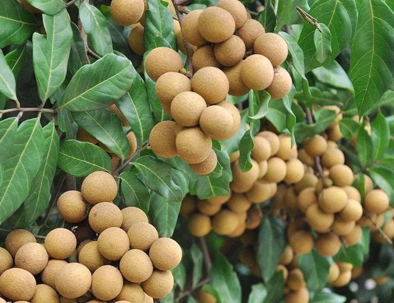 Fresh longan (organic fruit)-P - Image 5