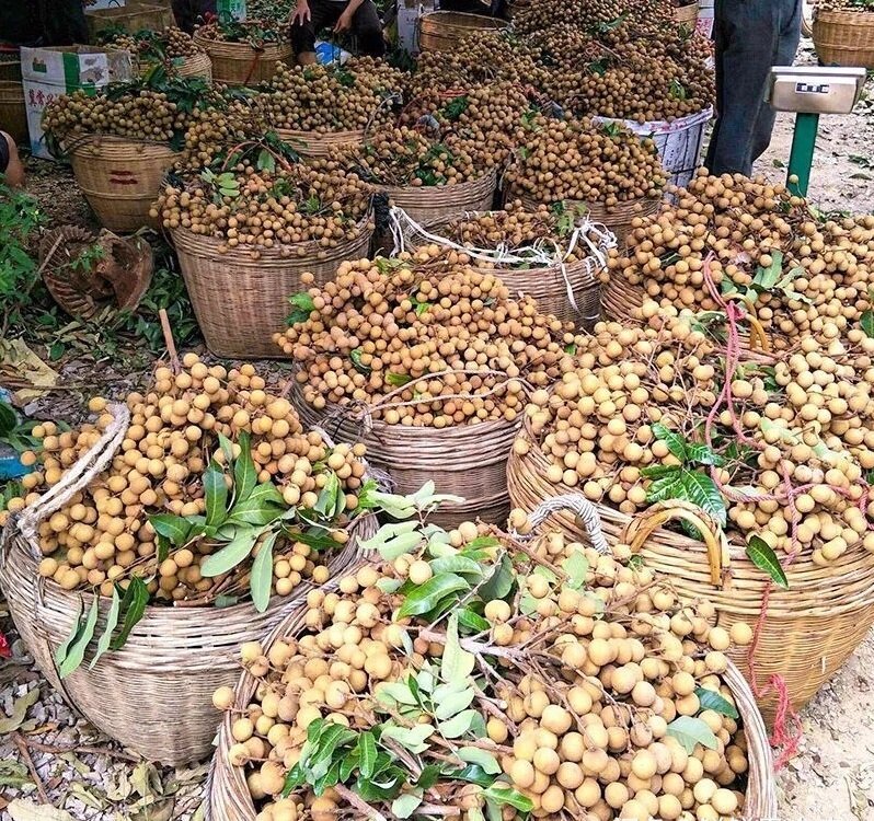 Fresh longan (organic fruit)-P - Image 6