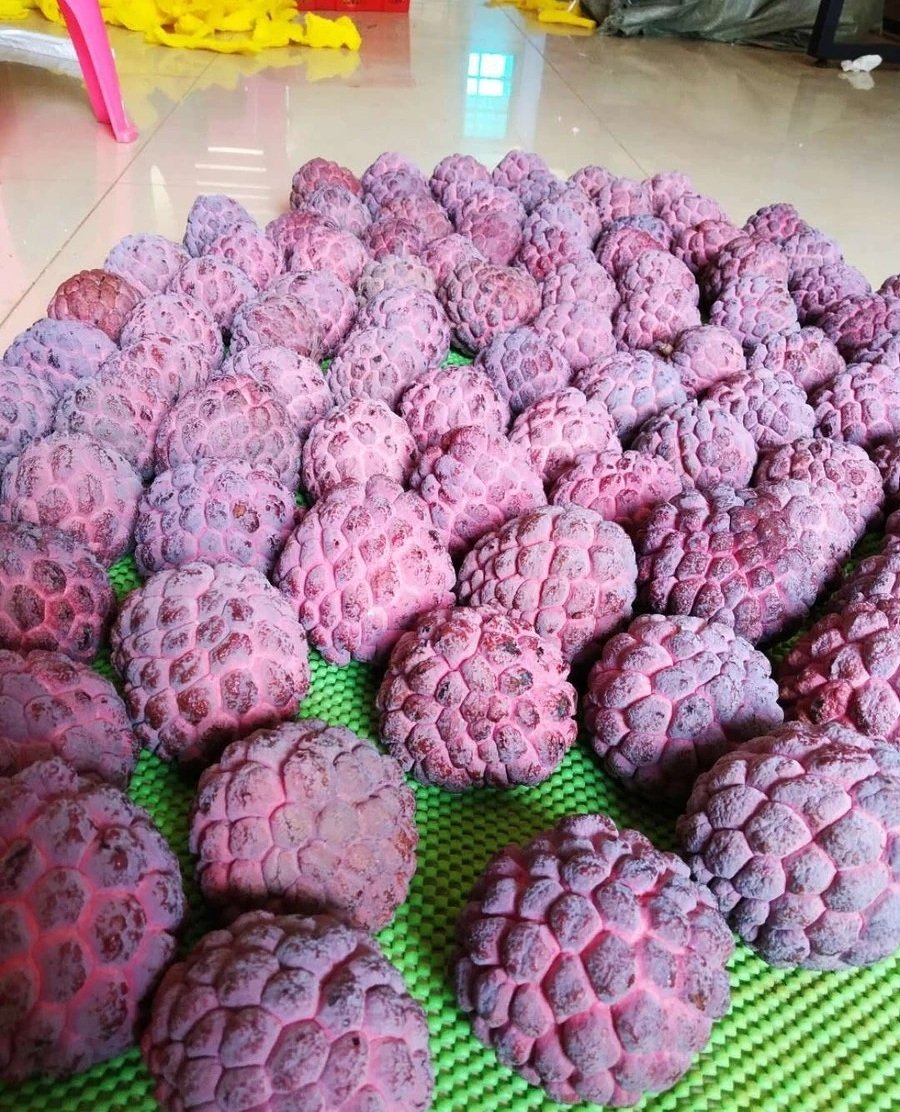 Fresh rose sugar apple (organic fruits)-P - Image 3