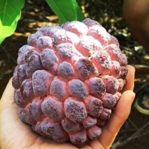 Fresh rose sugar apple (organic fruits)