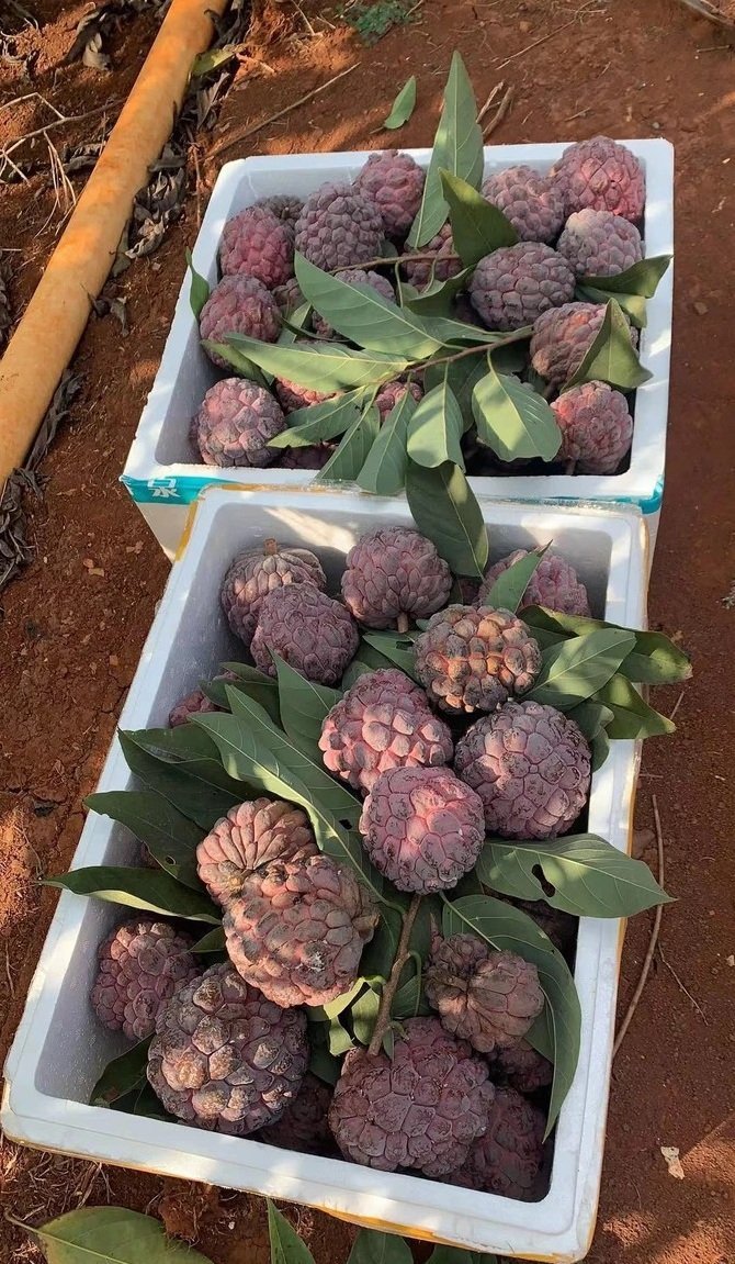Fresh rose sugar apple (organic fruits)-P - Image 8