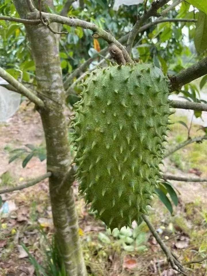 Fresh Soursop (organic fruit) - Image 4