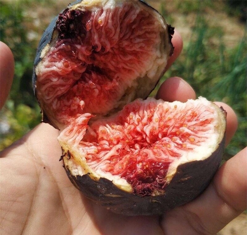 Fresh figs (organic fruit) - Image 3
