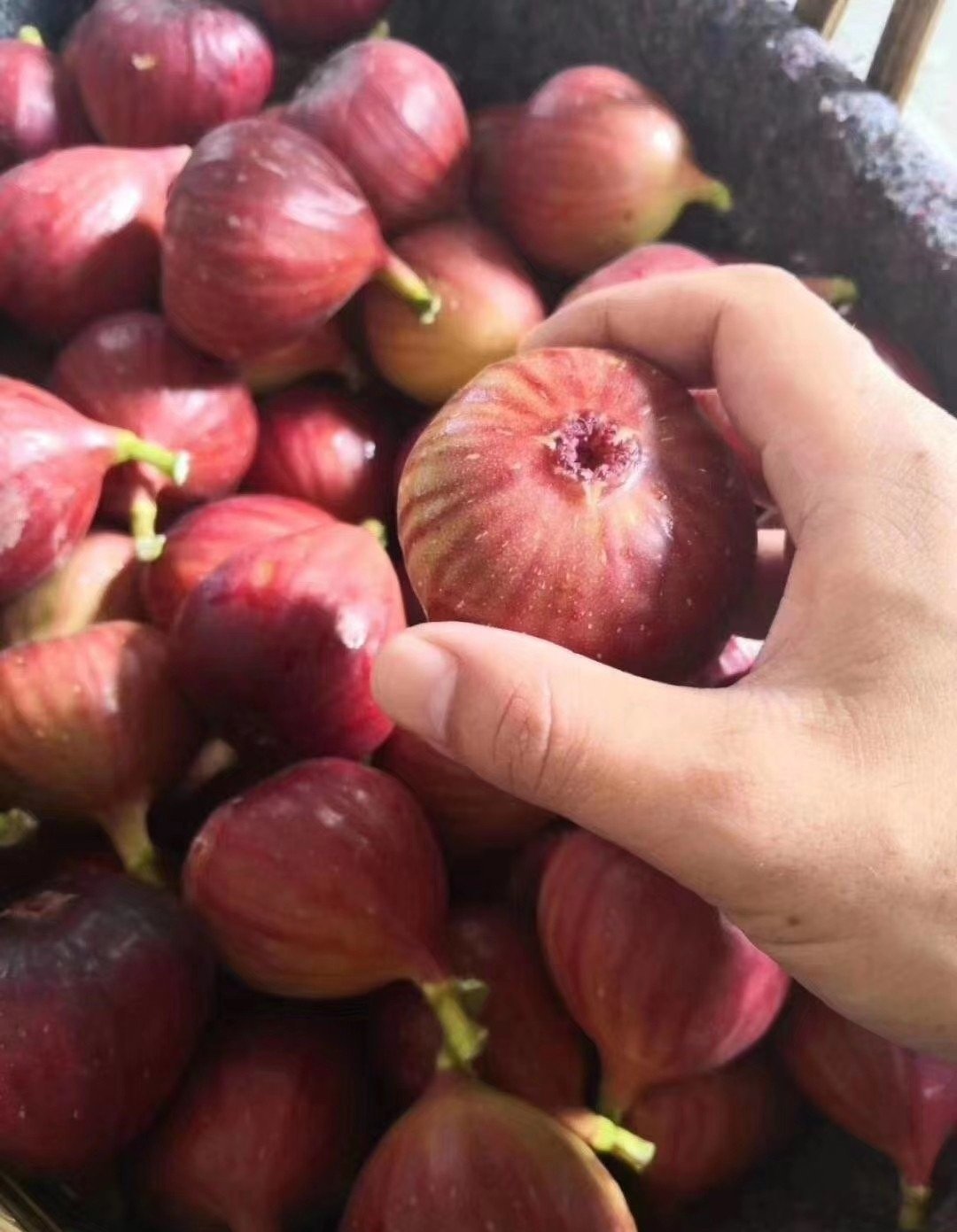 Fresh figs (organic fruit) - Image 4