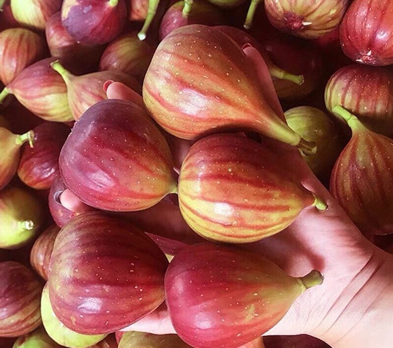 Fresh figs (organic fruit) - Image 5