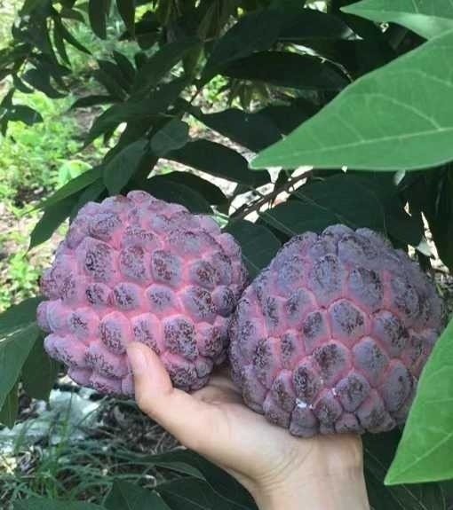 Fresh rose sugar apple (organic fruits)-P - Image 6