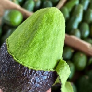 Fresh avocado (organic fruit)-P