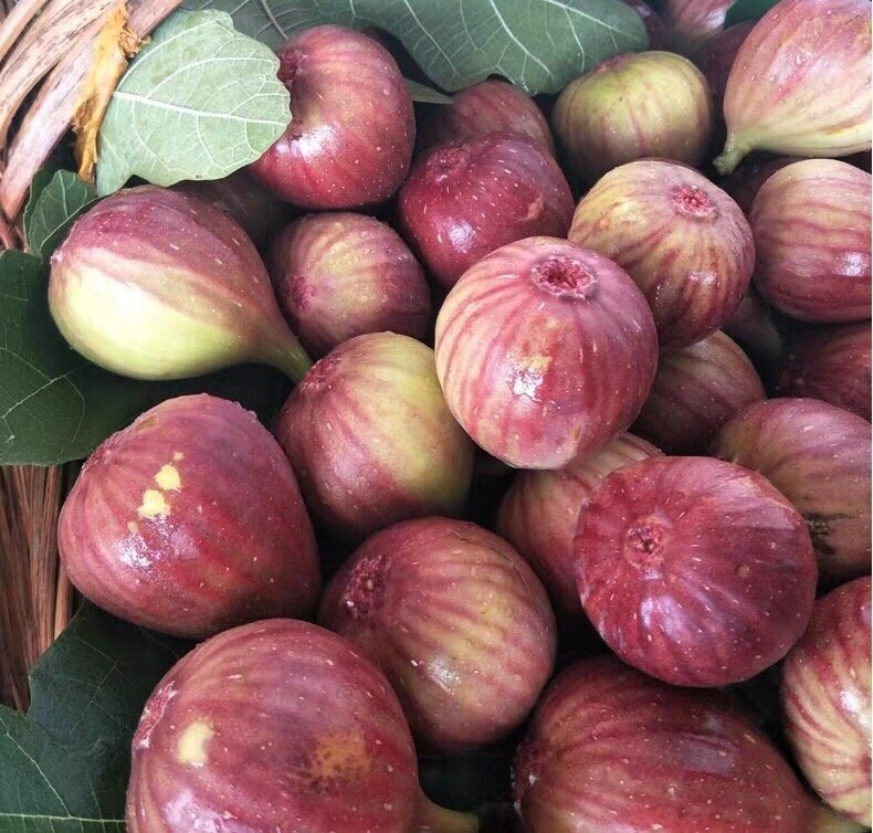 Fresh figs (organic fruit) - Image 8