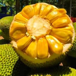 Fresh jackfruit (organic fruit)