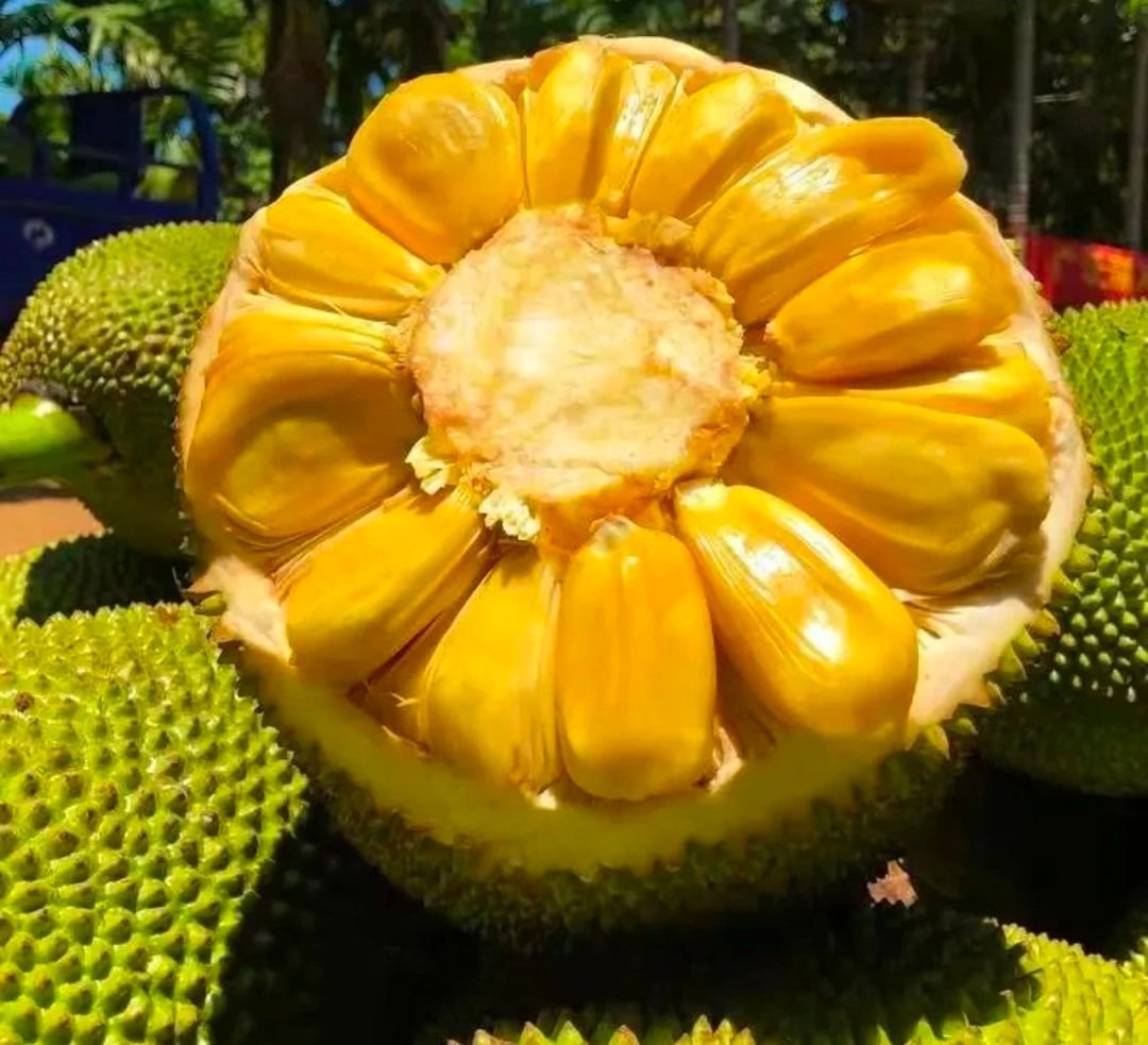 Fresh jackfruit (organic fruit)