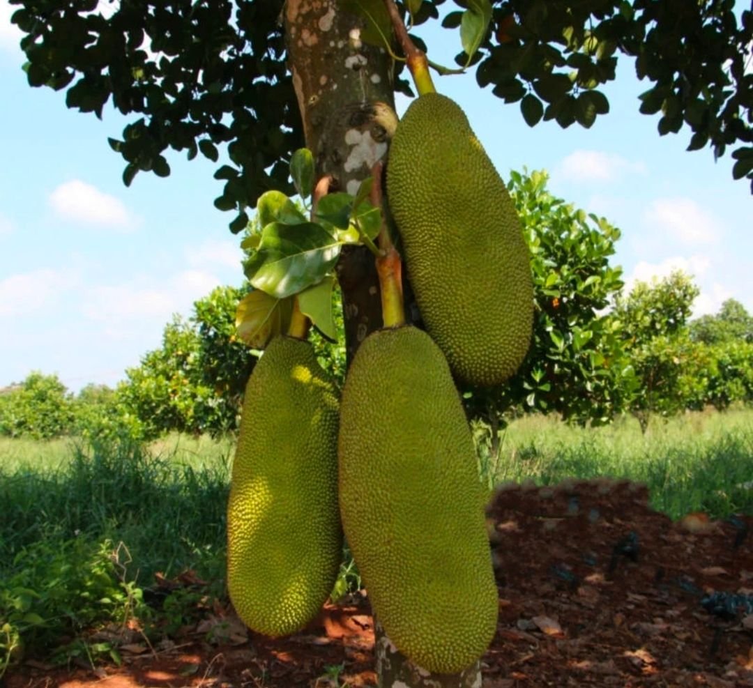 Fresh jackfruit (organic fruit) - Image 5