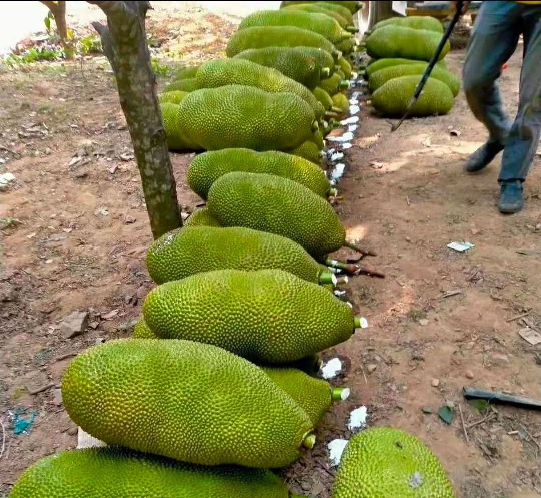 Fresh jackfruit (organic fruit) - Image 6