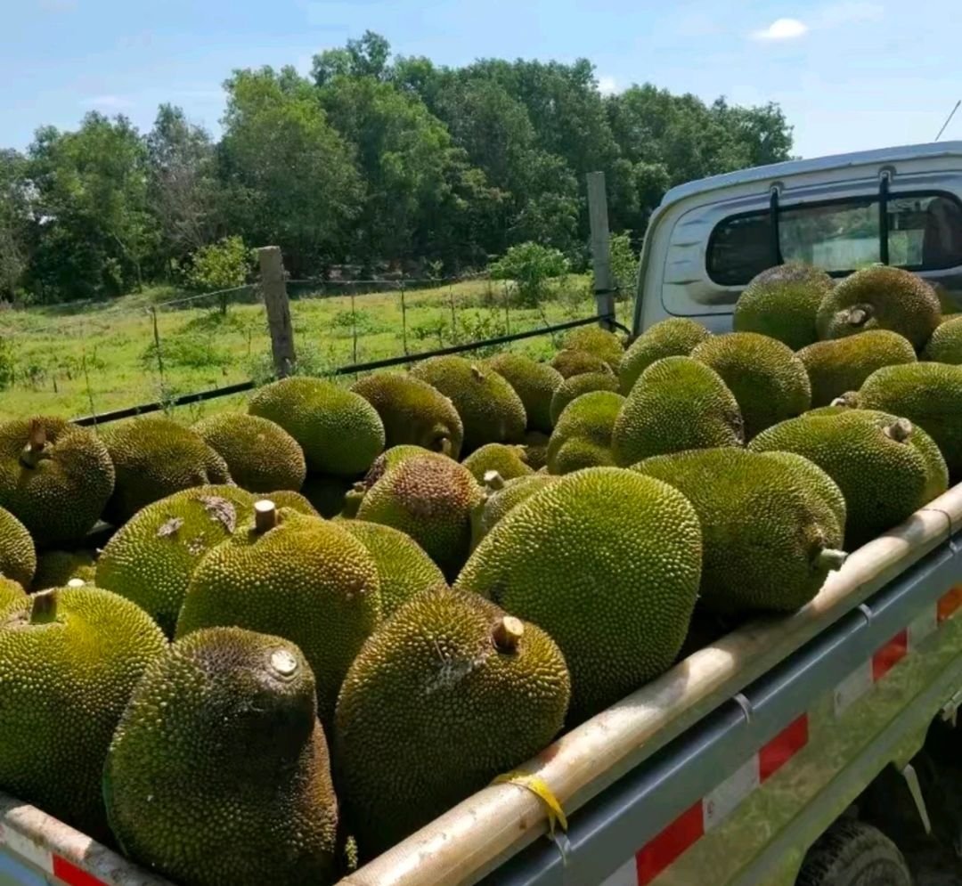 Fresh jackfruit (organic fruit) - Image 7