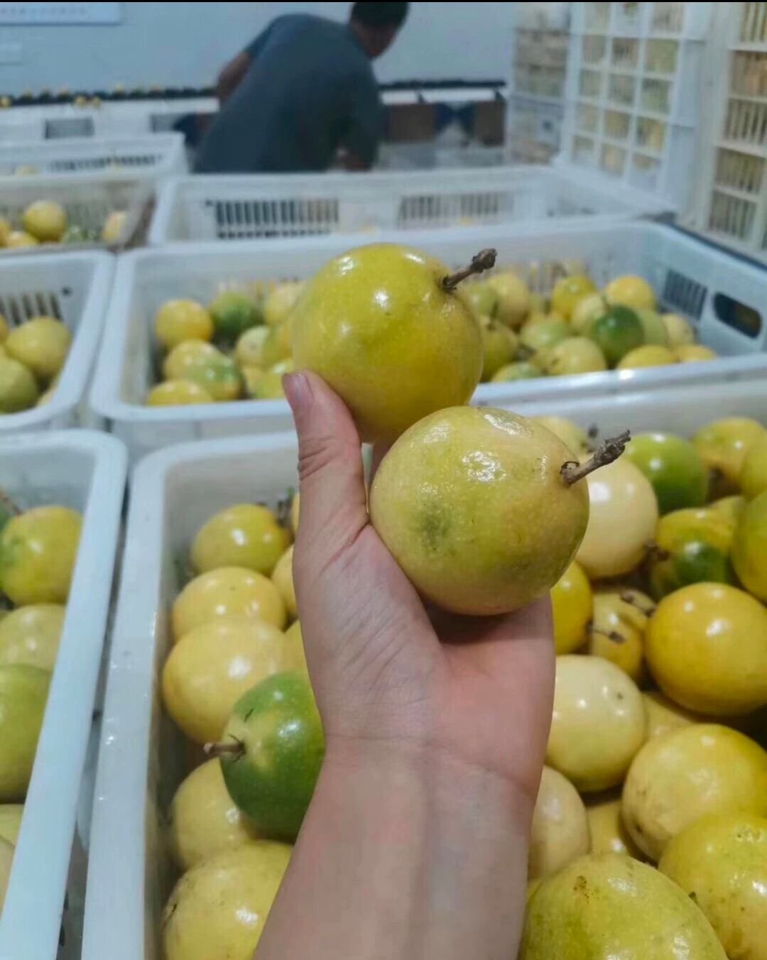 Fresh passion fruit (Organic fruits) - Image 6