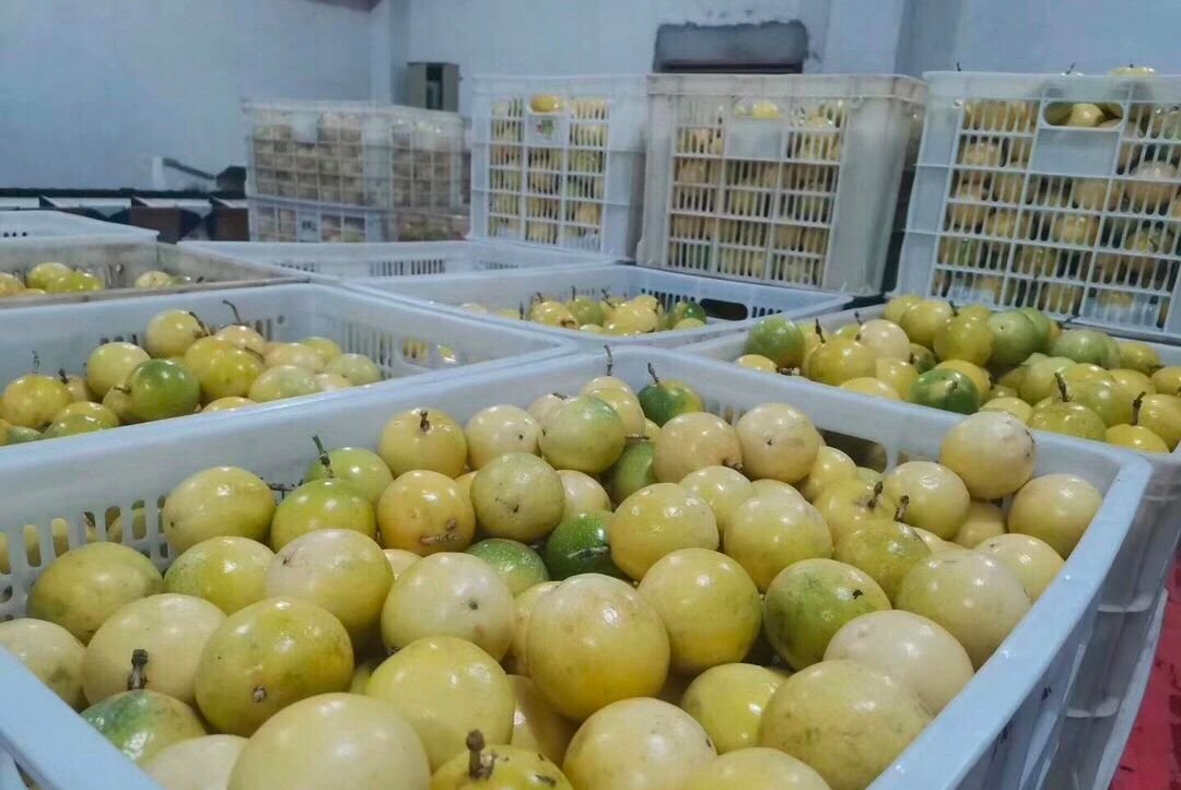 Fresh passion fruit (Organic fruits) - Image 7