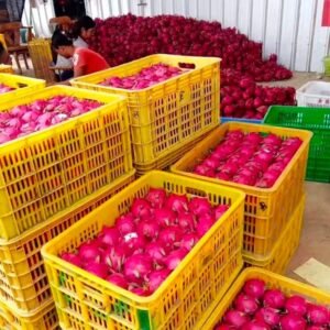 Fresh dragon fruit (organic fruits)