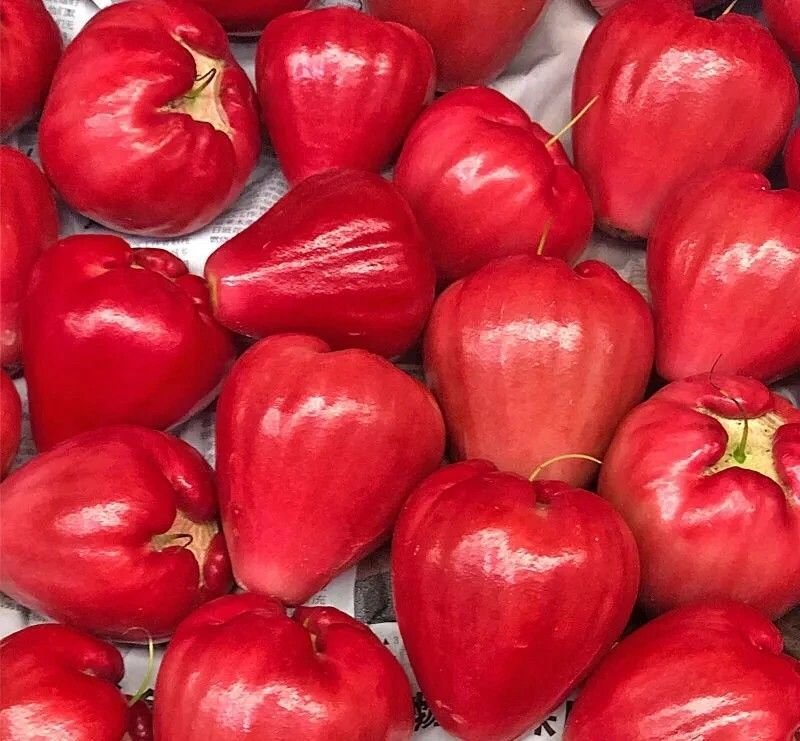 Fresh wax apple (organic fruit) - Image 4