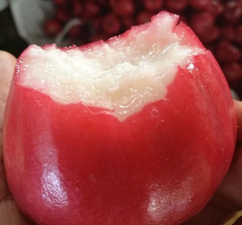 Fresh wax apple (organic fruit) - Image 5