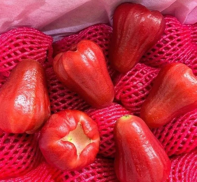 Fresh wax apple (organic fruit) - Image 3