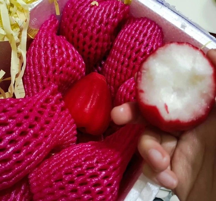 Fresh wax apple (organic fruit) - Image 6