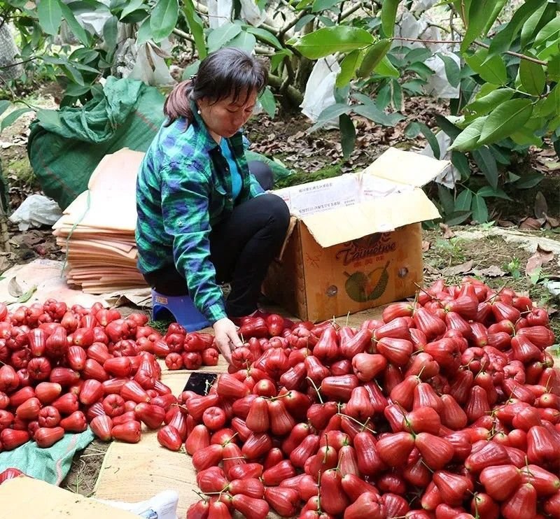 Fresh wax apple (organic fruit) - Image 7