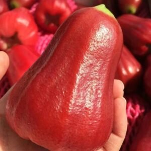 Fresh wax apple (organic fruit)