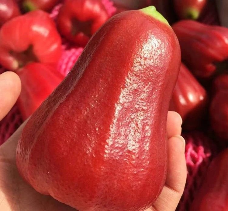 Fresh wax apple (organic fruit)