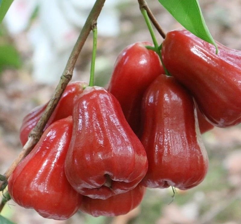 Fresh wax apple (organic fruit) - Image 2