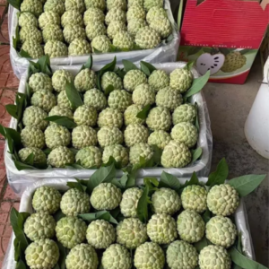 Fresh sugar apple (organic fruits)