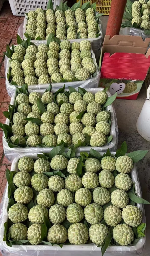 Fresh sugar apple (organic fruits)