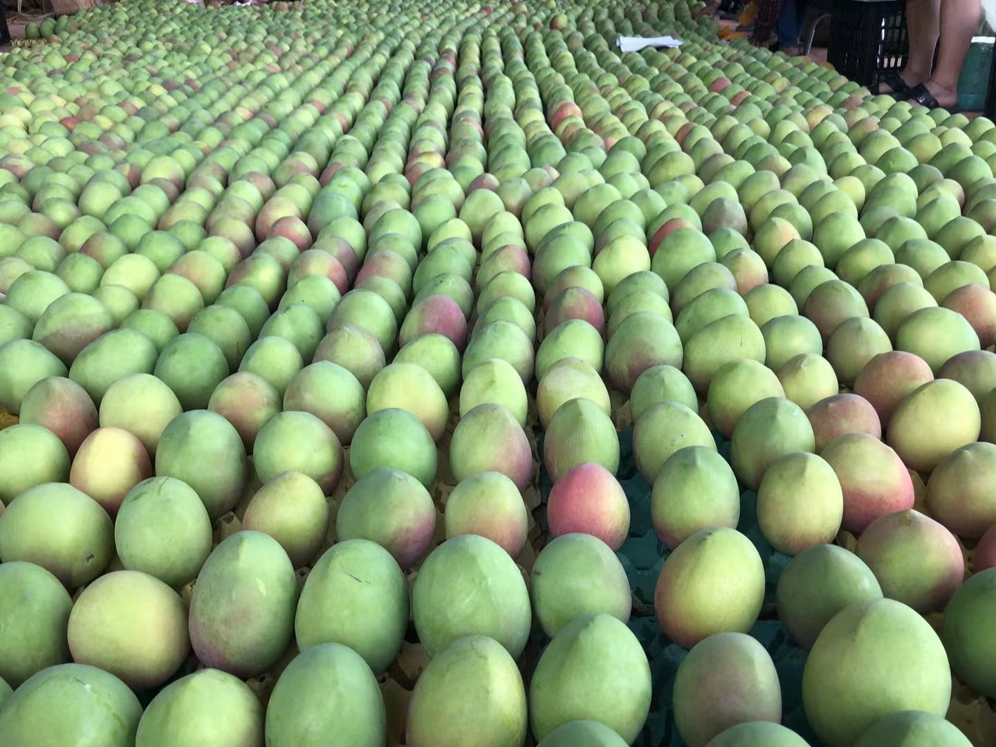 Fresh Thai mango (organic fruit) - Image 10