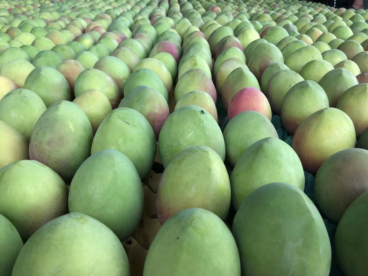 Fresh Thai mango (organic fruit) - Image 9